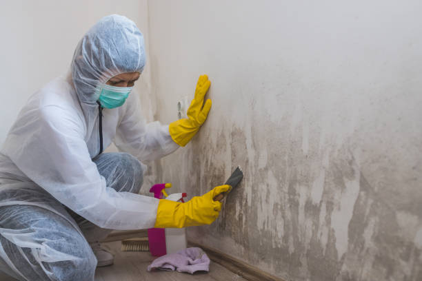 Best Kitchen Mold Remediation in Cornell, WI
