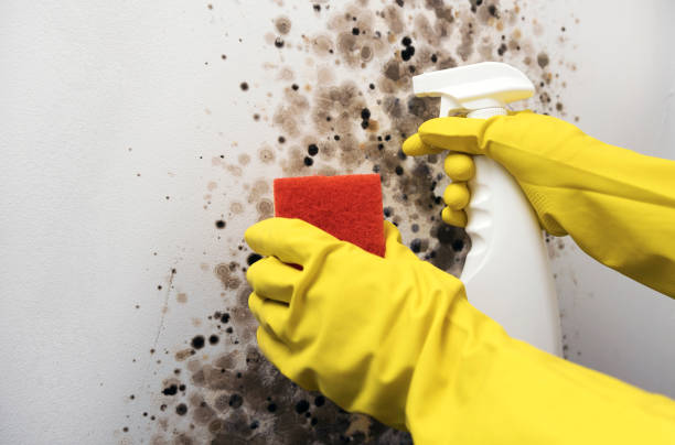 Best Attic Mold Remediation in Cornell, WI