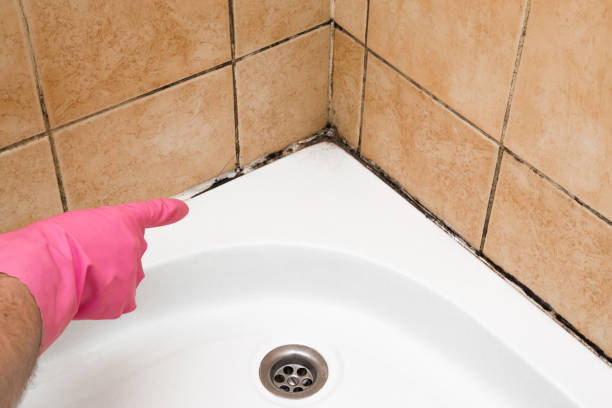 Best Post-Flood Mold Remediation in Cornell, WI